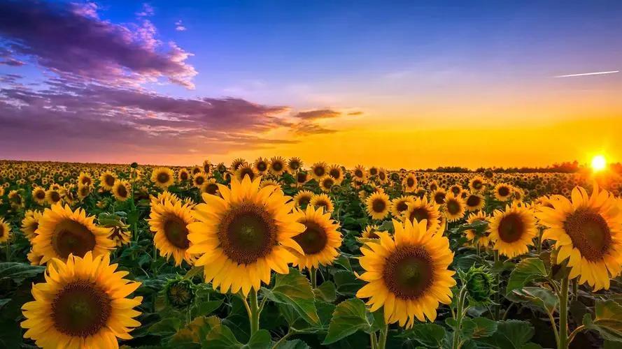 野生蒲公英降血糖,蒲公英是糖尿病的克星吗