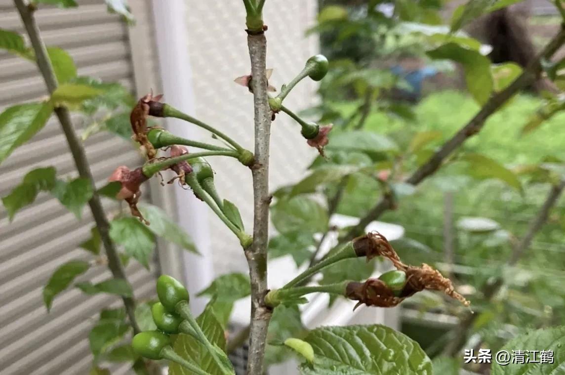 樱桃好吃树难栽完整故事,樱桃好吃树难栽家常版完整版