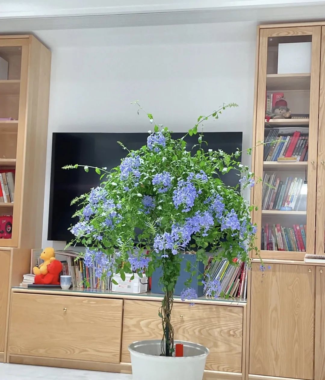 家里养3种花一年四季开花不断,养这10种花越养家里越干净