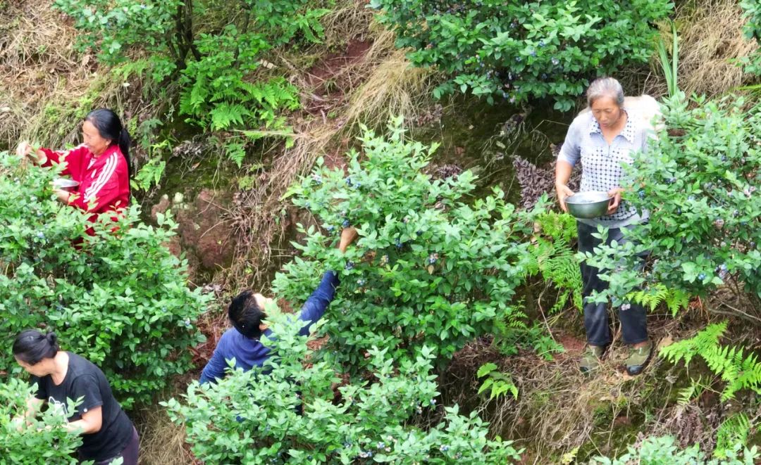 上兴蓝莓采摘,高县复兴镇上坝村