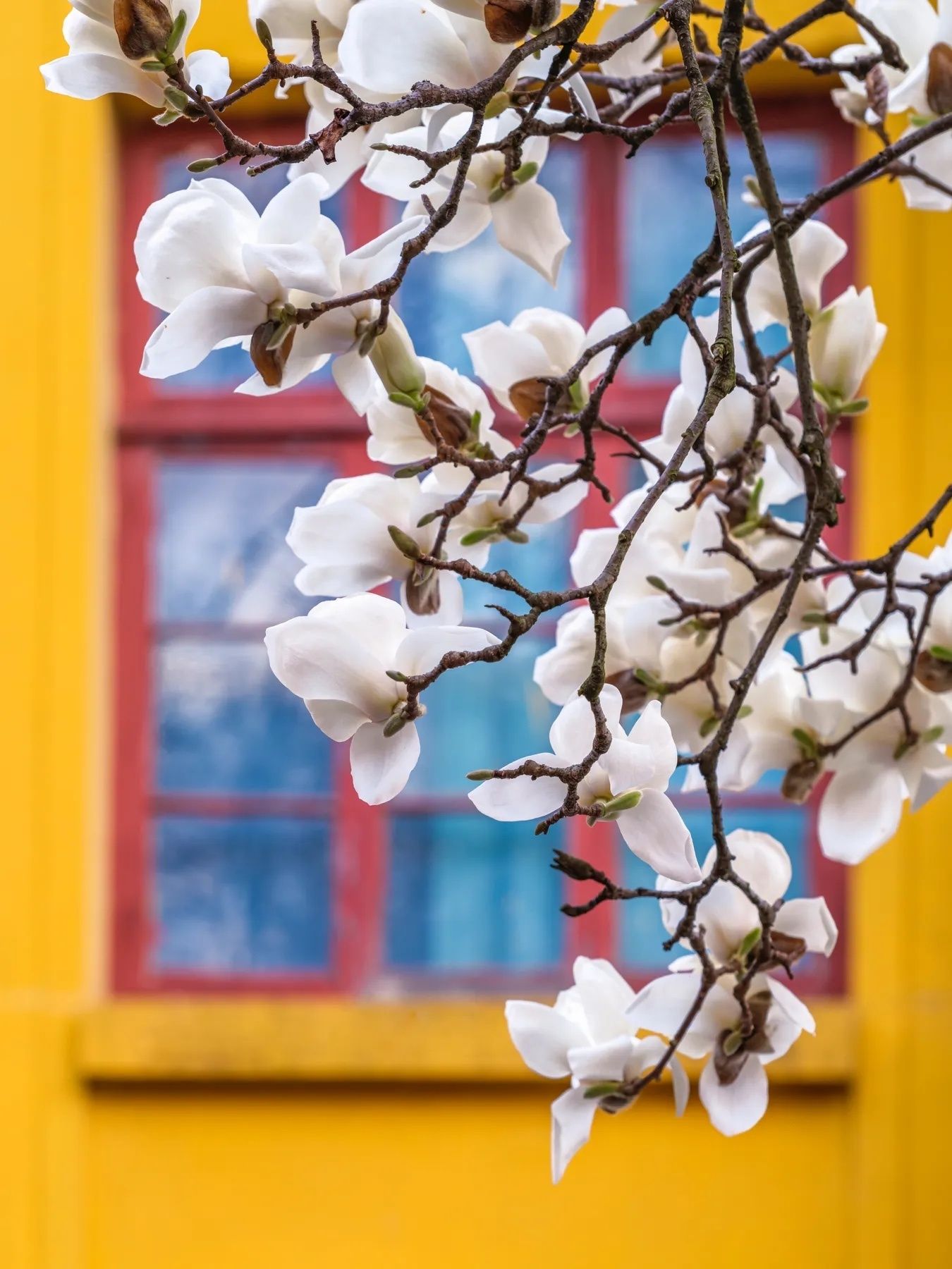 玉兰花壁纸头像,全部姓孙的玉兰花壁纸