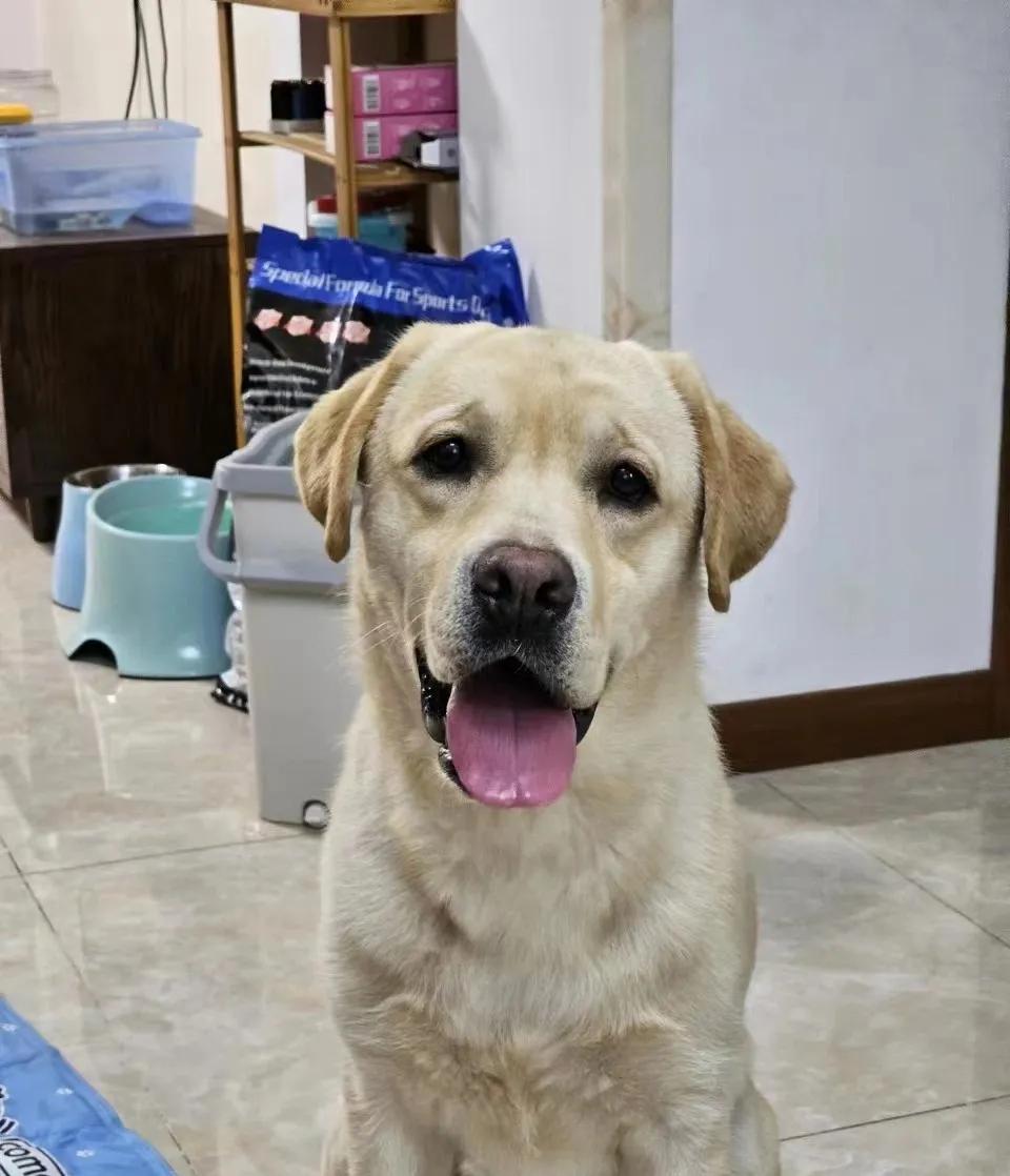 什么方法能彻底根治狗狗皮肤病,最快有效的治疗狗狗皮肤病方法