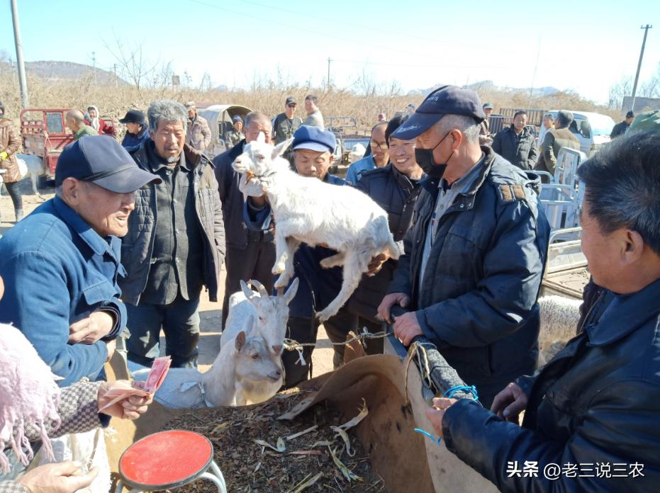 养羊50只第二年能赚多少钱,养羊能年入200w