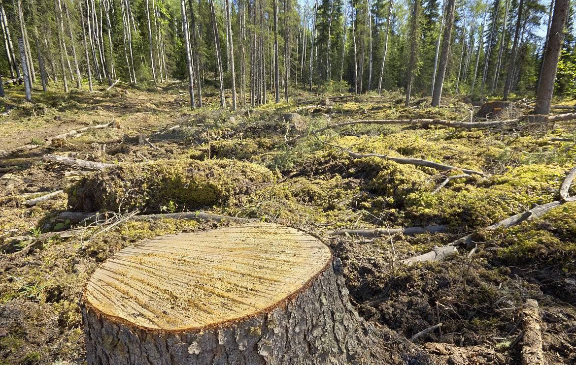 婆罗洲神秘杂交猴,婆罗洲惊现杂交神秘猴