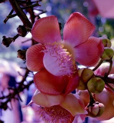 神圣的菩提花开，光彩夺目，尘埃不染，浮生若茶