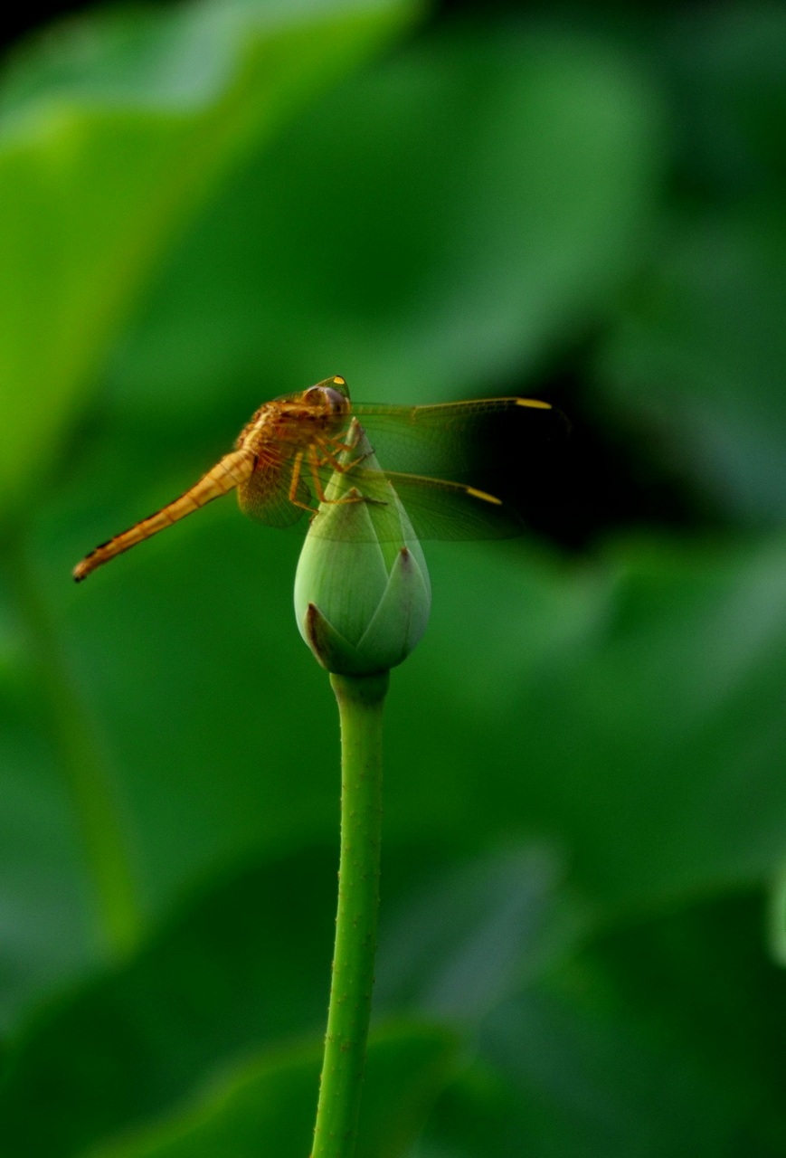 保持内心的平静心静致远语录,人生需要学着淡定宁静才能致远