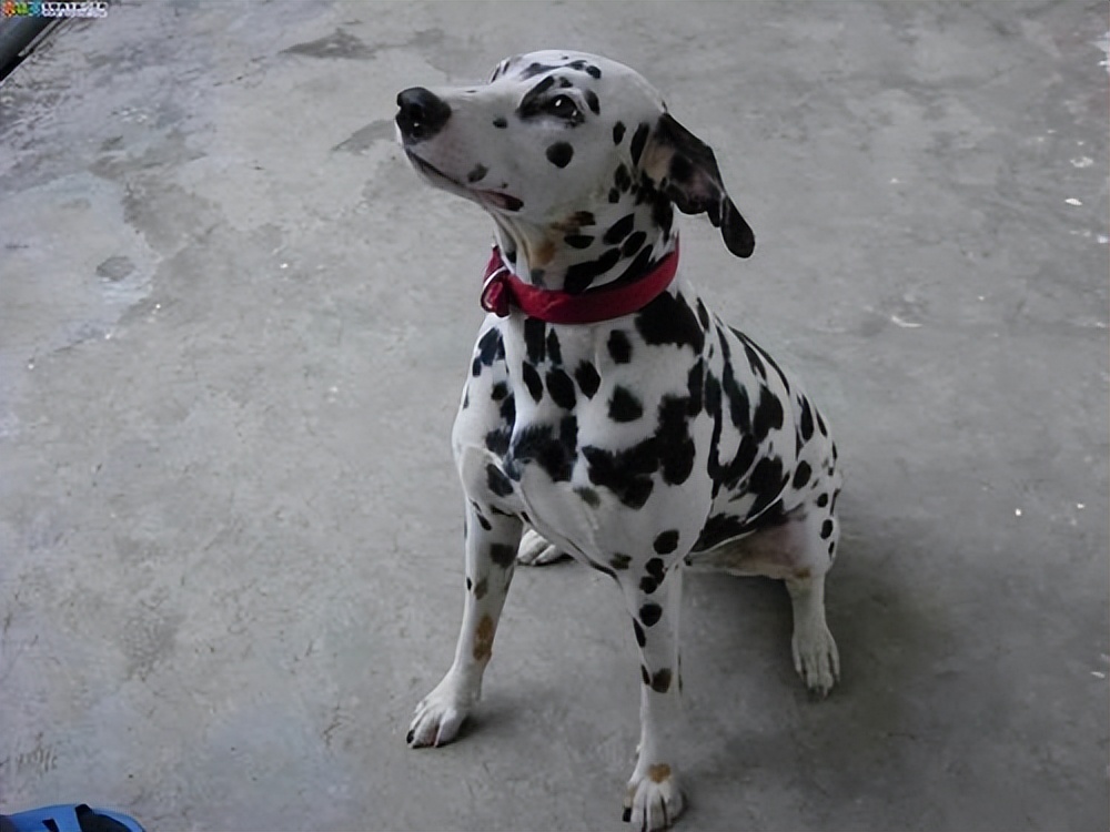 斑点狗杂交拉布拉多,杂交的斑点狗是什么样的啊