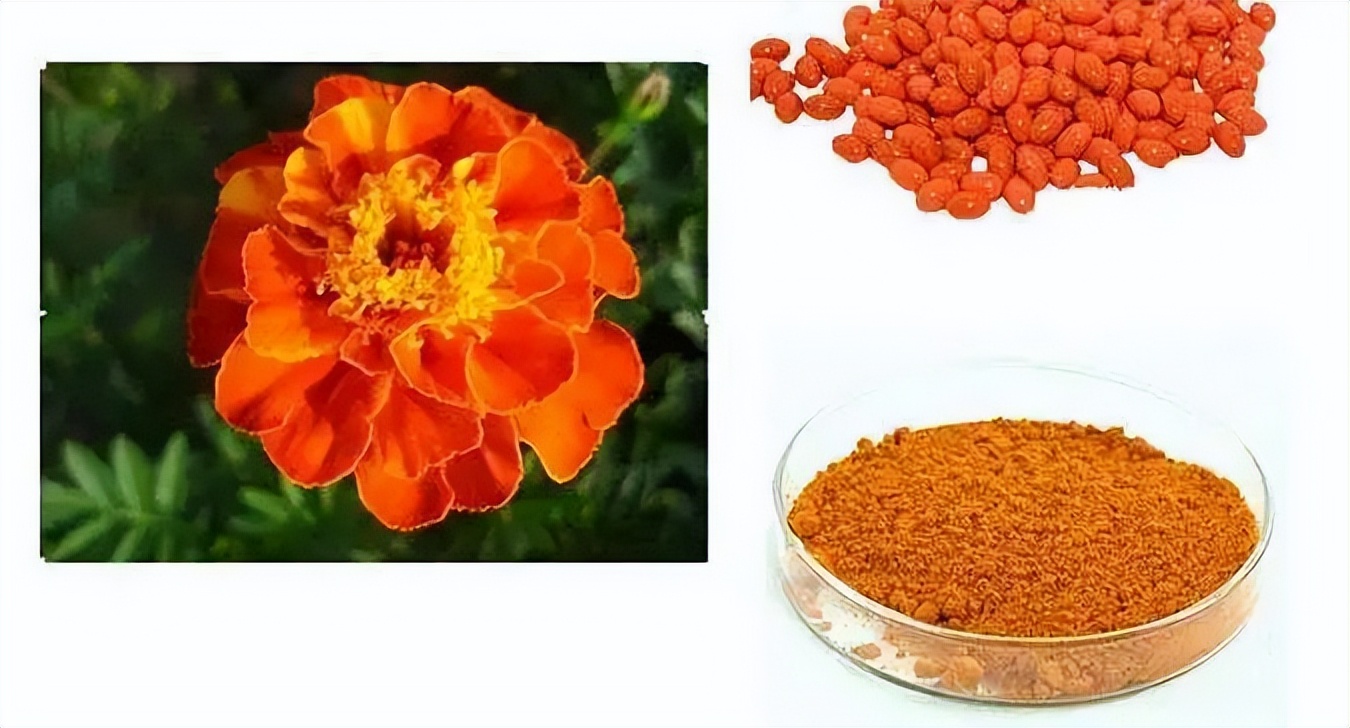 杩戣闃叉帶楠楁湳,杩戣闃查獥