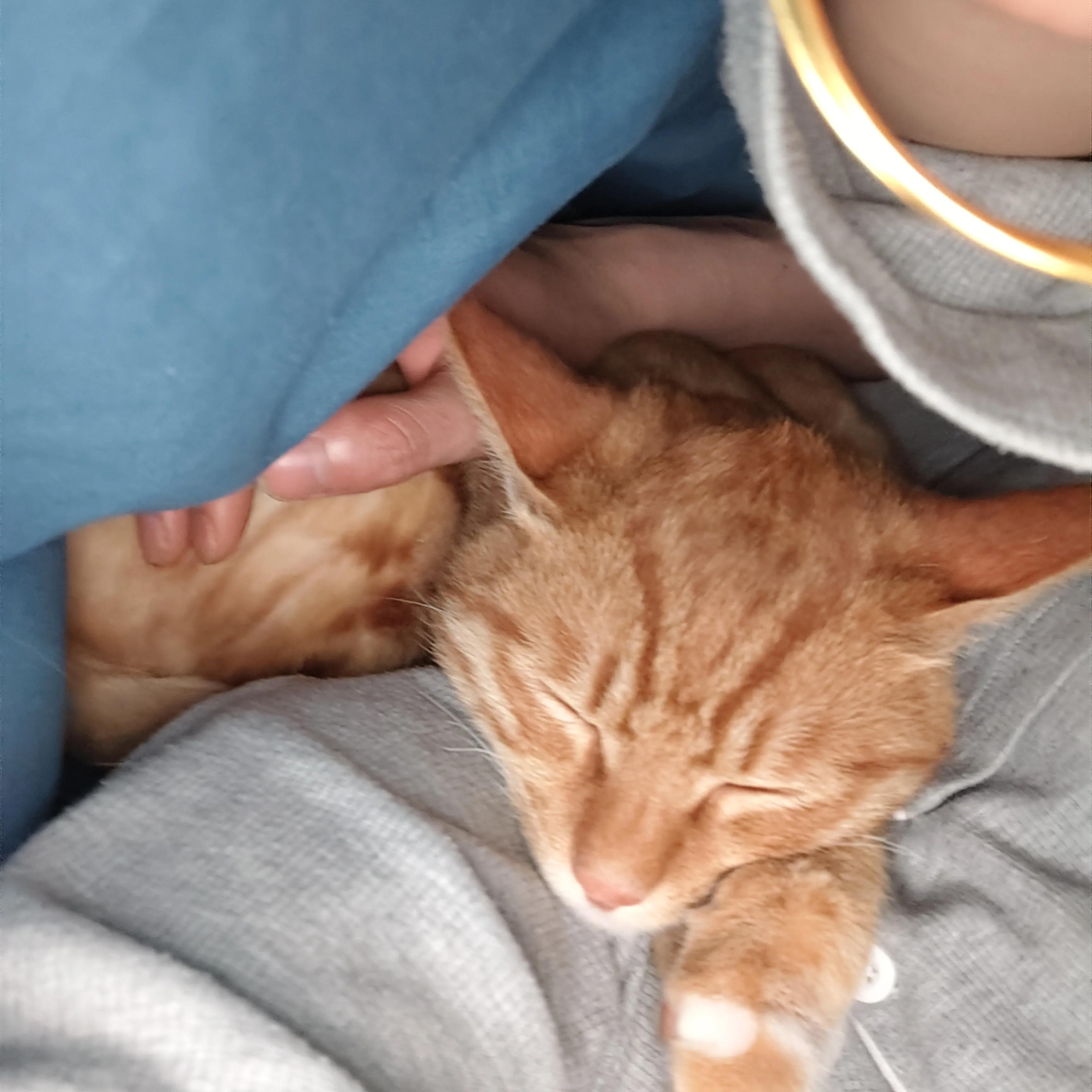 能听懂人话的猫,养了一年的猫基本听不到叫