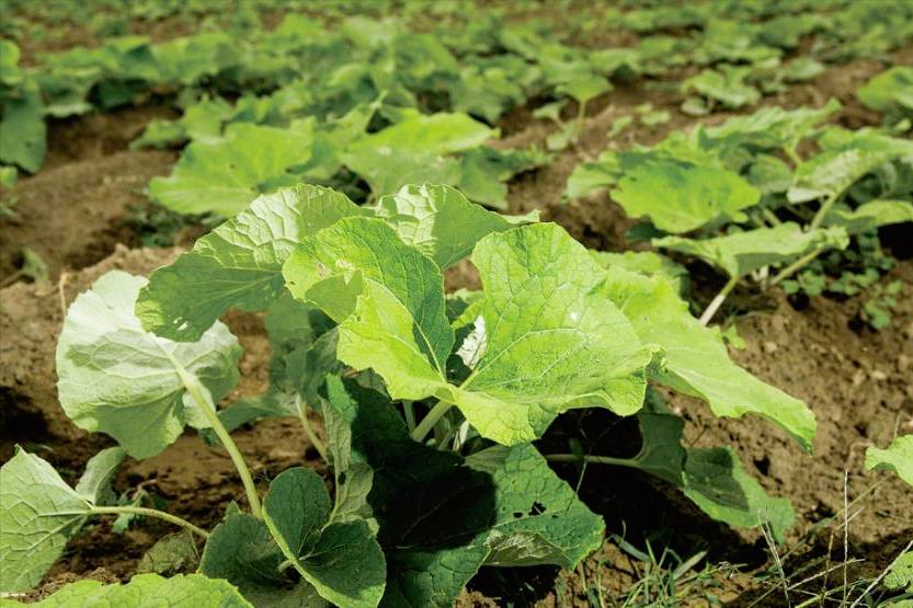 牛蒡出口日本需求量,日本的牛蒡
