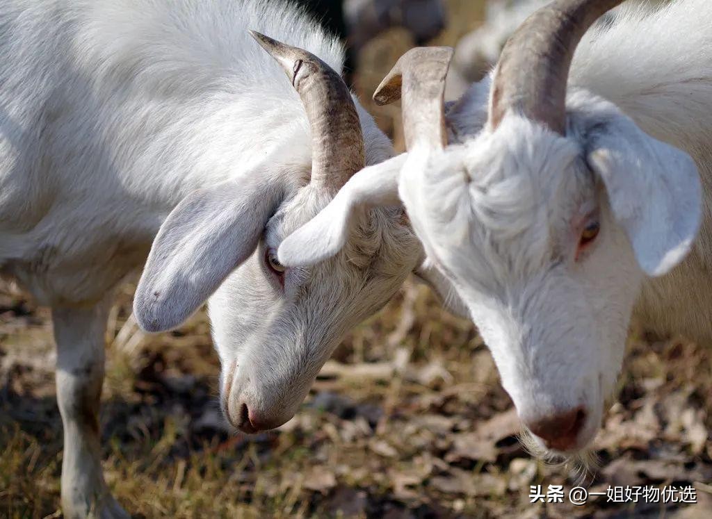 prada冬款羊绒围巾女,prada围巾意大利