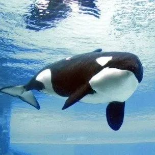 潘石屹硅谷亏了多少钱,潘石屹在美国银行亏损了多少钱