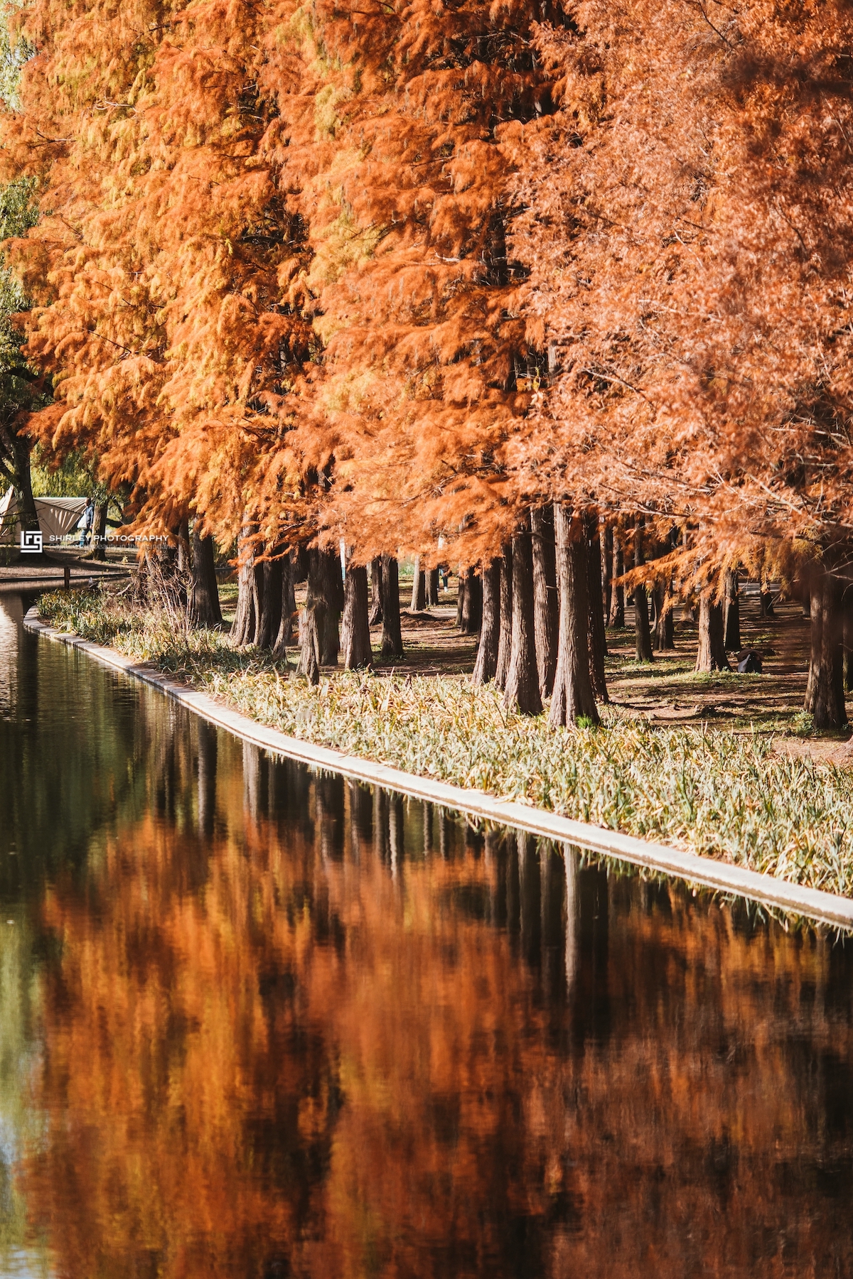 上海海湾国家森林公园在什么地方,上海国家森林公园有几个