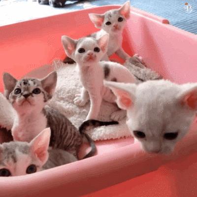 德文卷毛猫性格真好,thecatscope德文卷毛猫