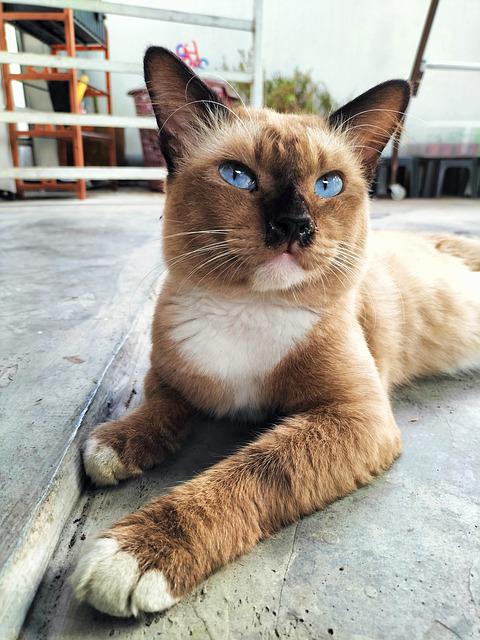 猫猫的胡须怎样是正常,你们的猫猫胡子也是乱长的吗