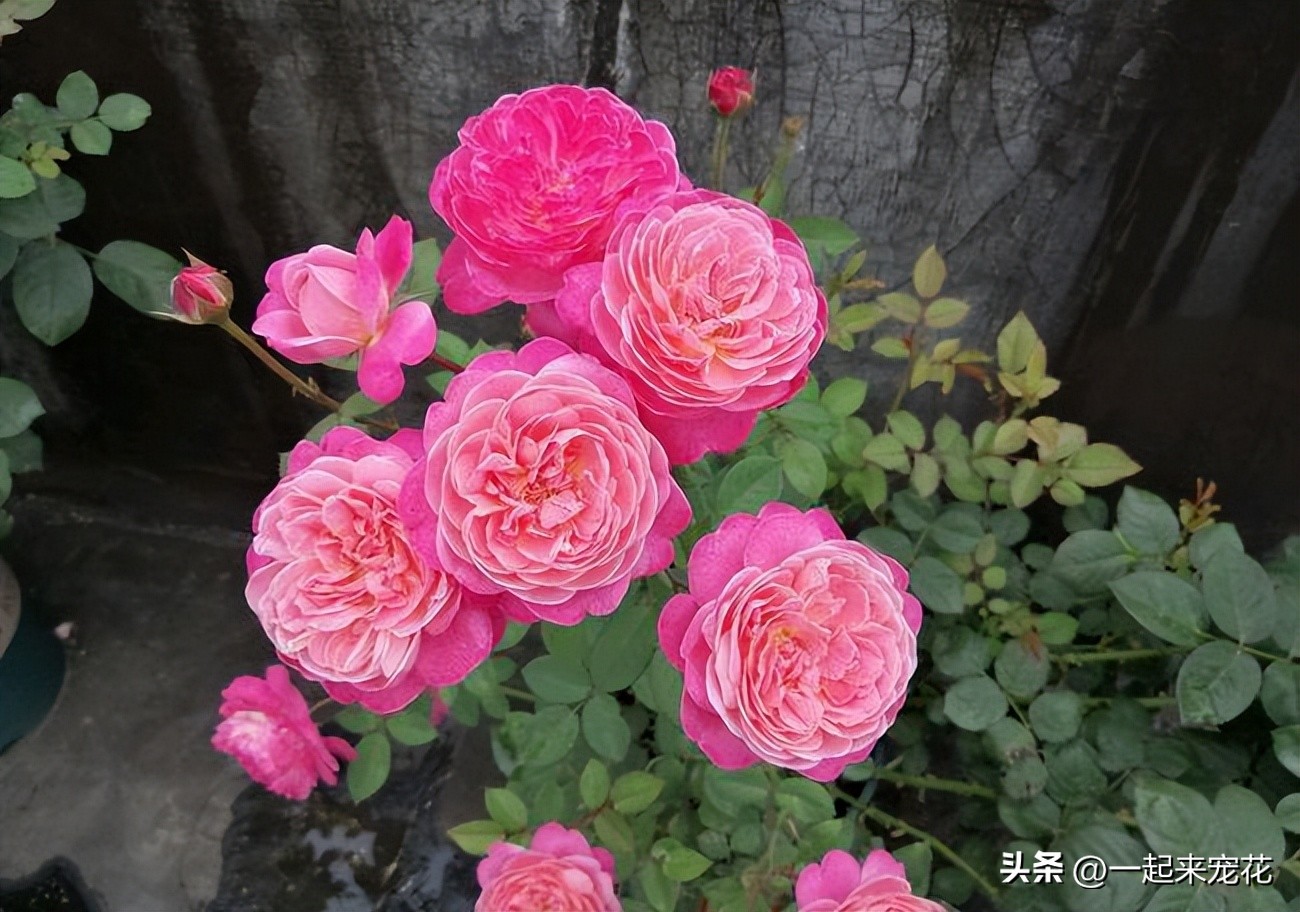 好养有香味的月季花品种有哪些,月季花都啥品种适合新手