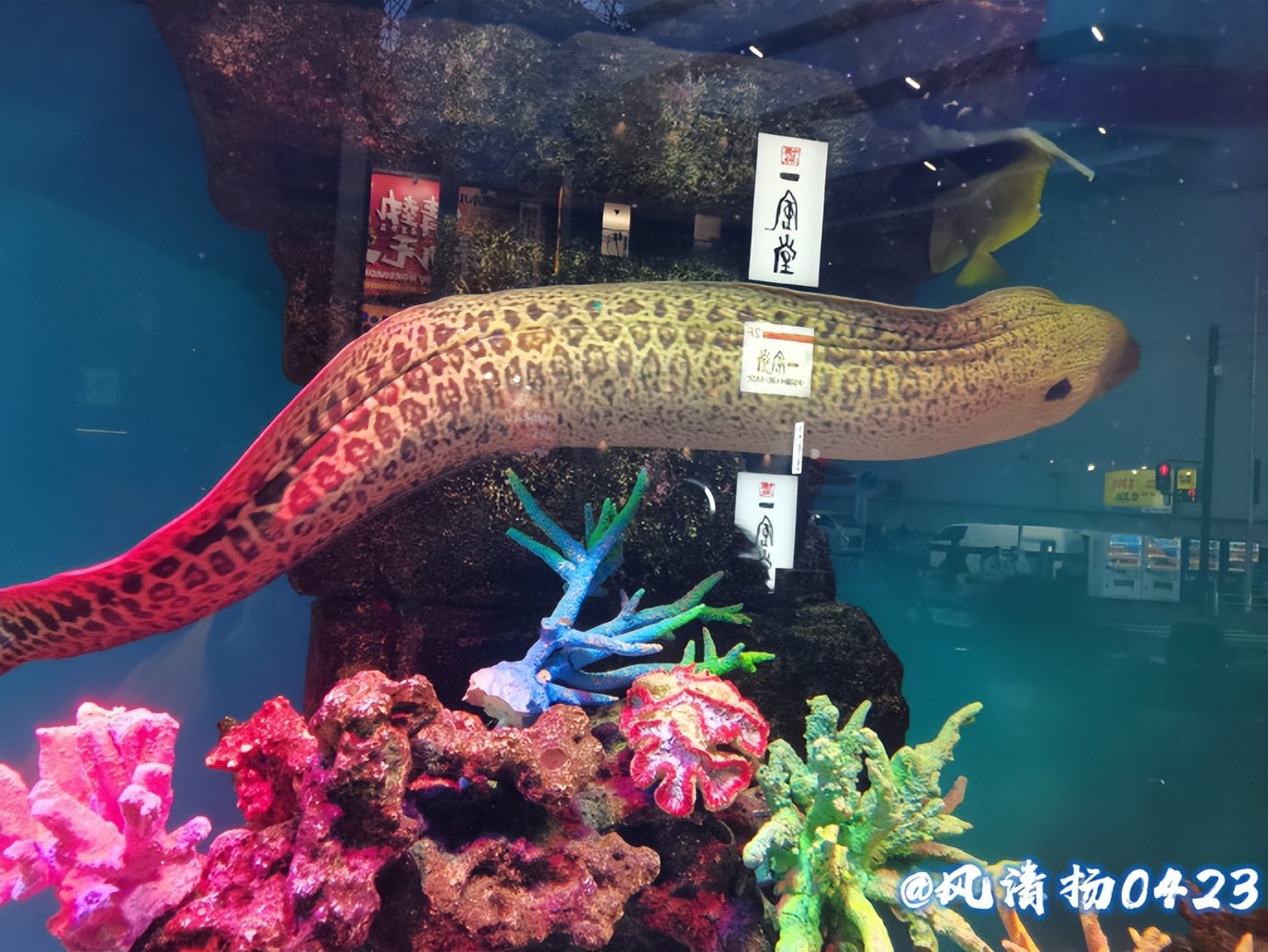 凶猛的海鳗（23——162）