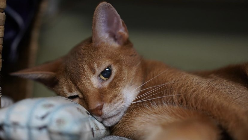 宠物尿血要做什么检查,宠物尿血