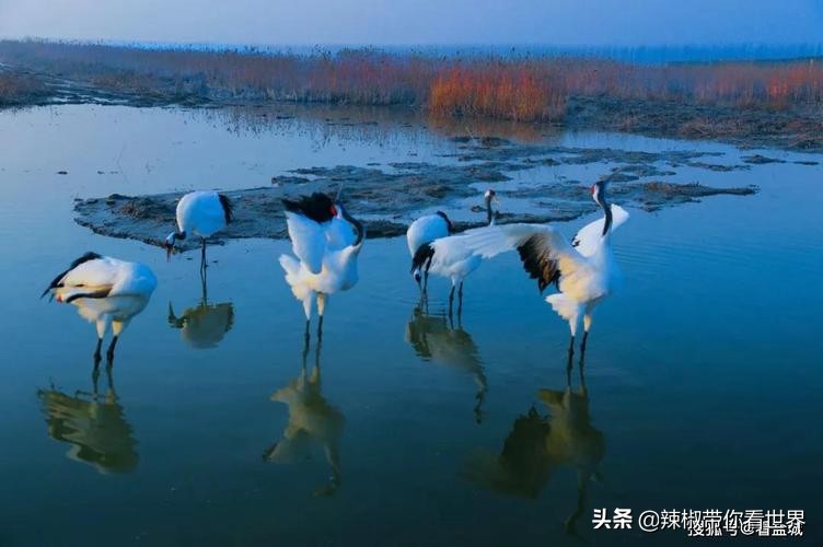 盐城最大的海边城市,盐城海岸线为何一直延伸