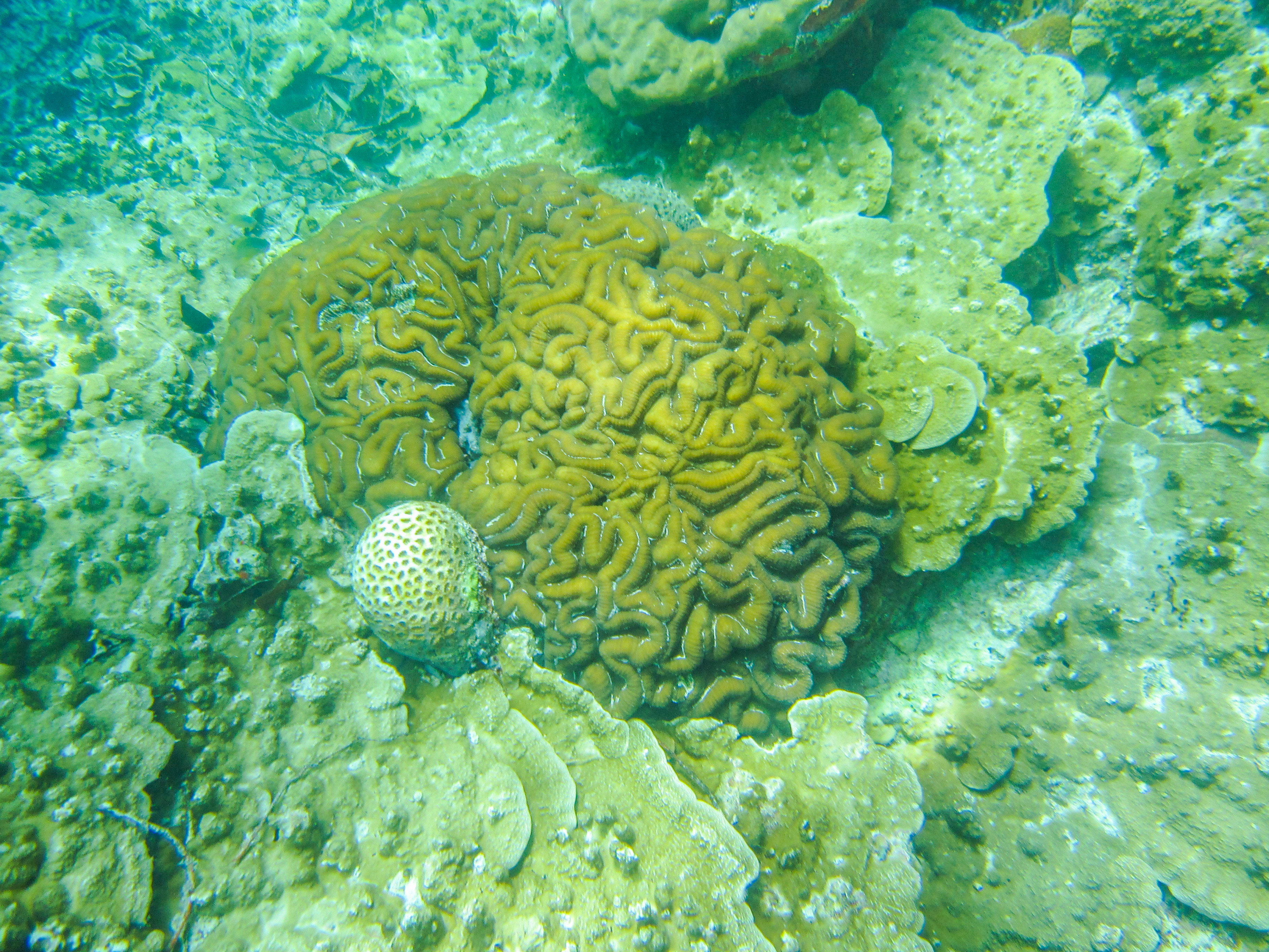 上帝的水族箱,上帝的鱼缸马尔代夫