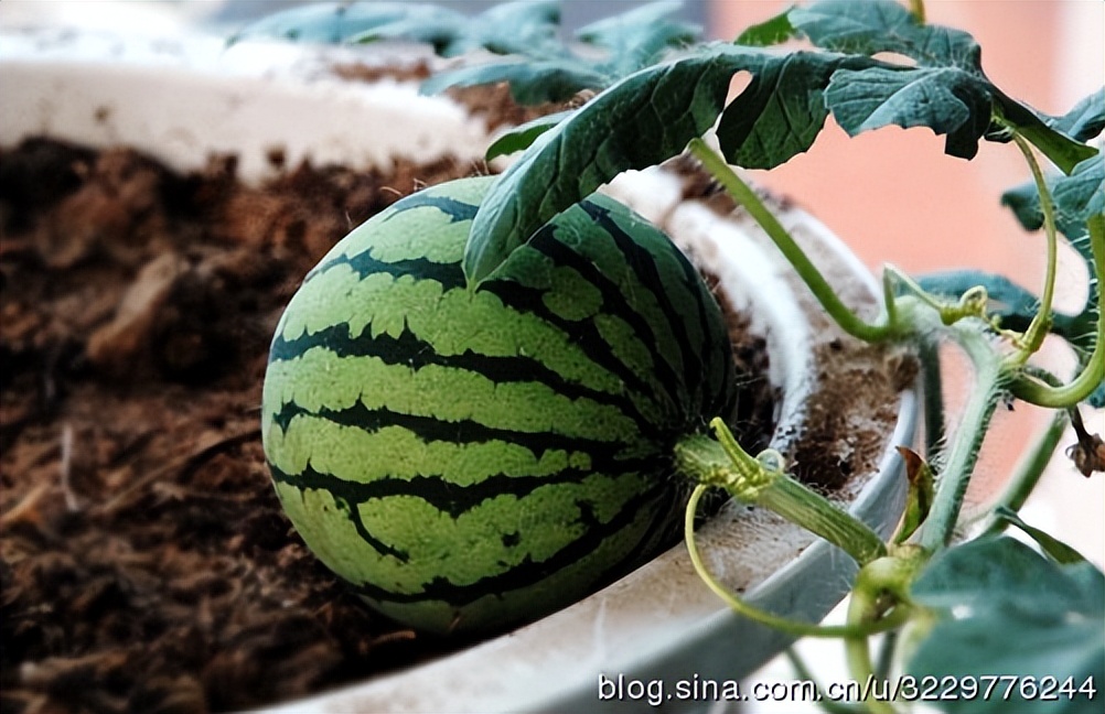 诺基亚1020升级win10,诺基亚1020raw格式查看