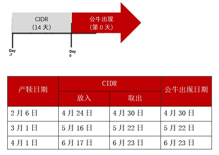 公牛本交育种操作中的同期发情技术