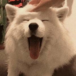 狗狗最敏感的地方是哪里,狗狗最渴望被摸的几个部位