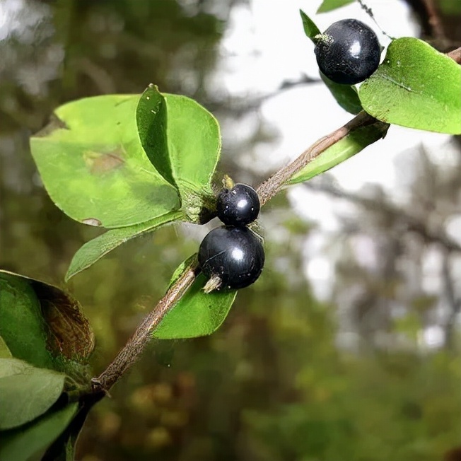 凌冬不凋，藤绽金银——忍冬
