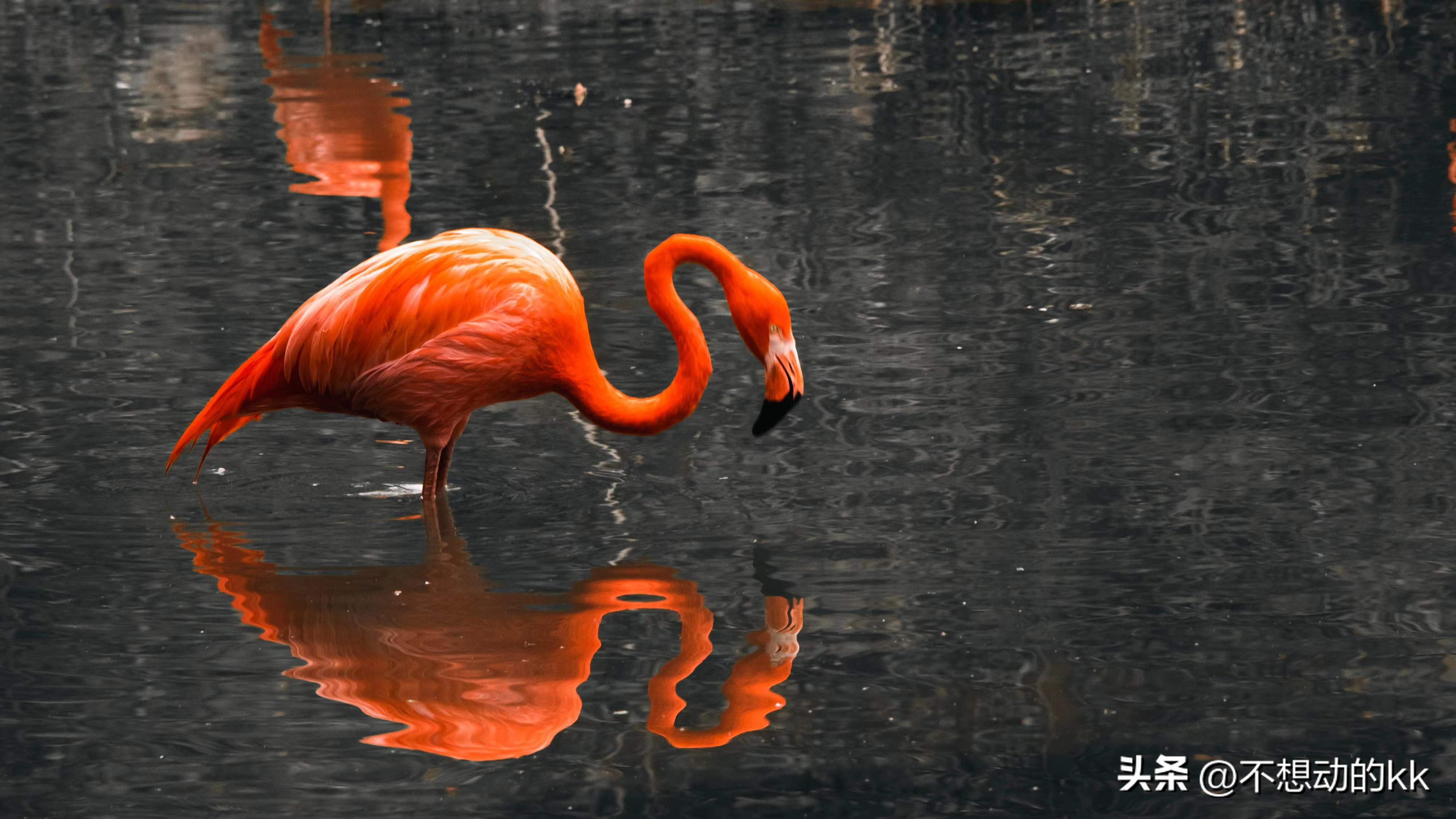 10元门票的广州动物园,广州动物园5元攻略