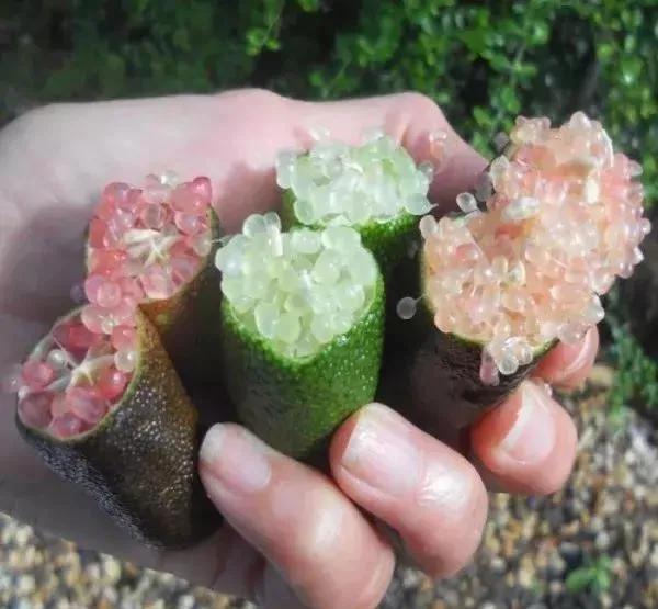 柠檬多少钱一斤最便宜的,广西手指柠檬多少钱