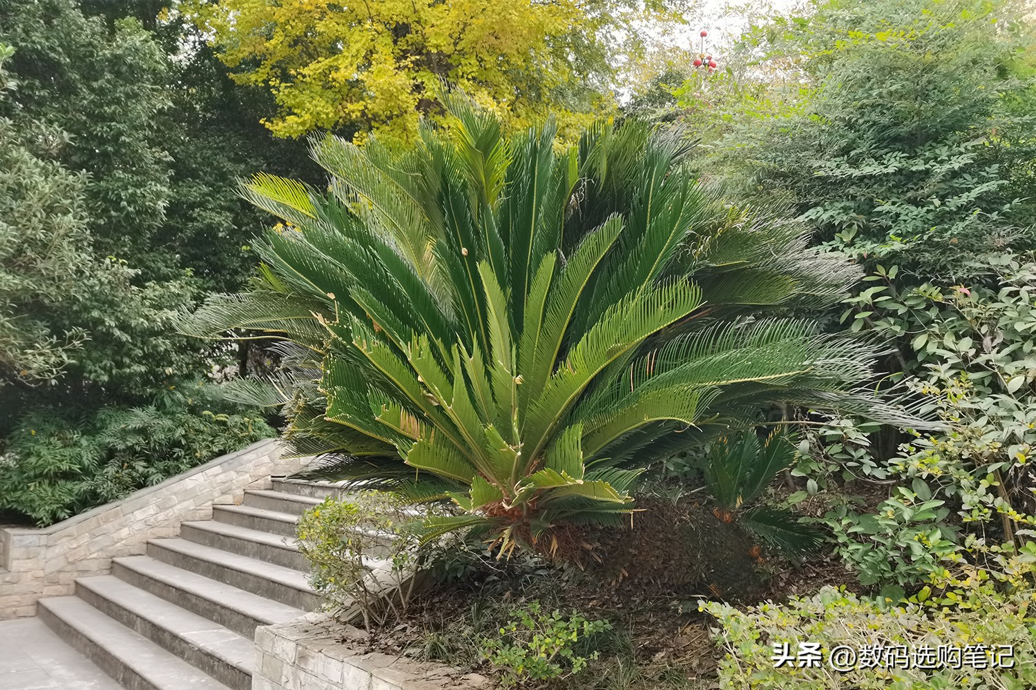 荣耀v30pro和苹果6sp哪个拍照好,华为nova5ipro跟荣耀v30pro哪个好