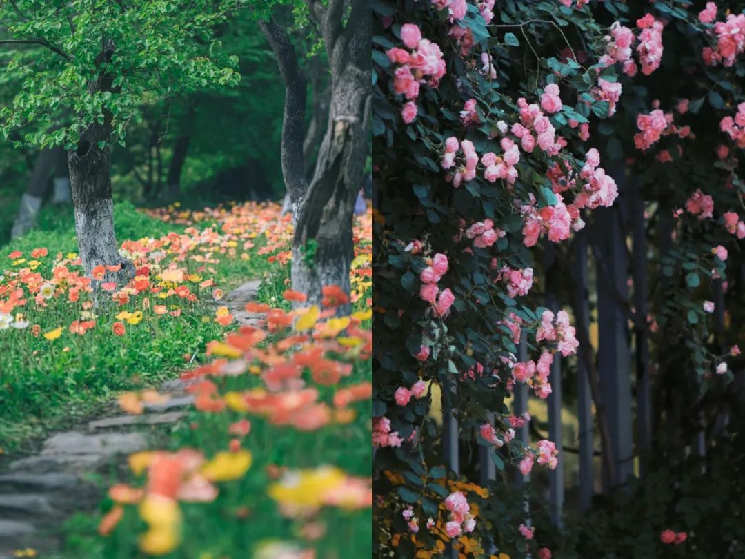 听我的，四月的杭州才是浪漫天花板。