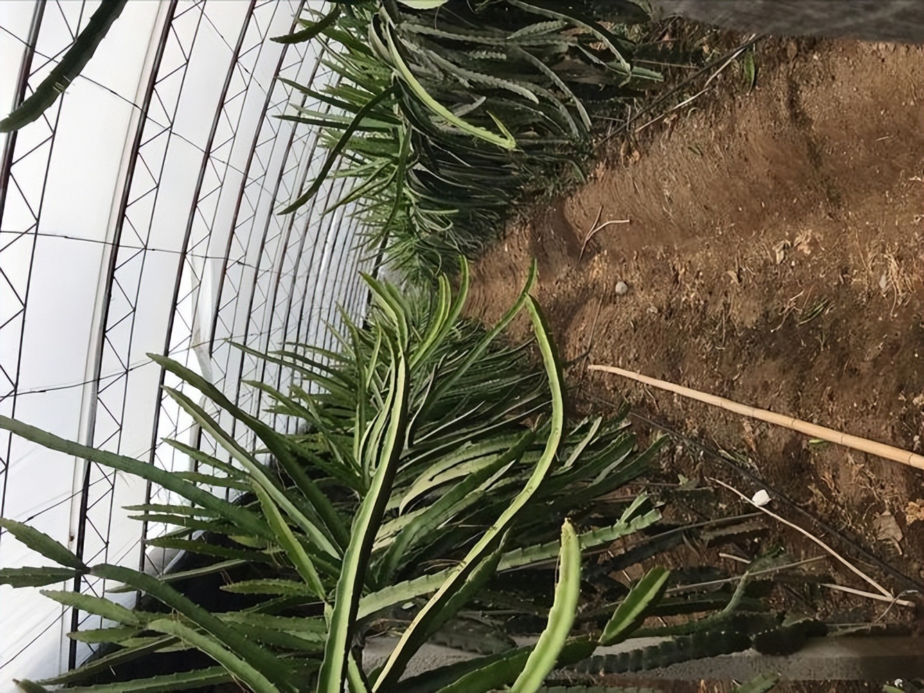 火龙果插枝越长越好吗,火龙果是幼枝插好还是老枝好