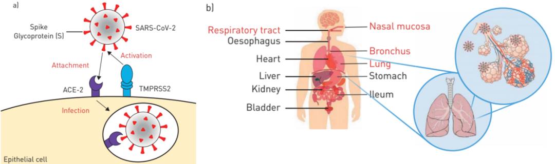 宋元林教授：「脆弱人群」即便打过疫苗，病毒仍能突破免疫屏障