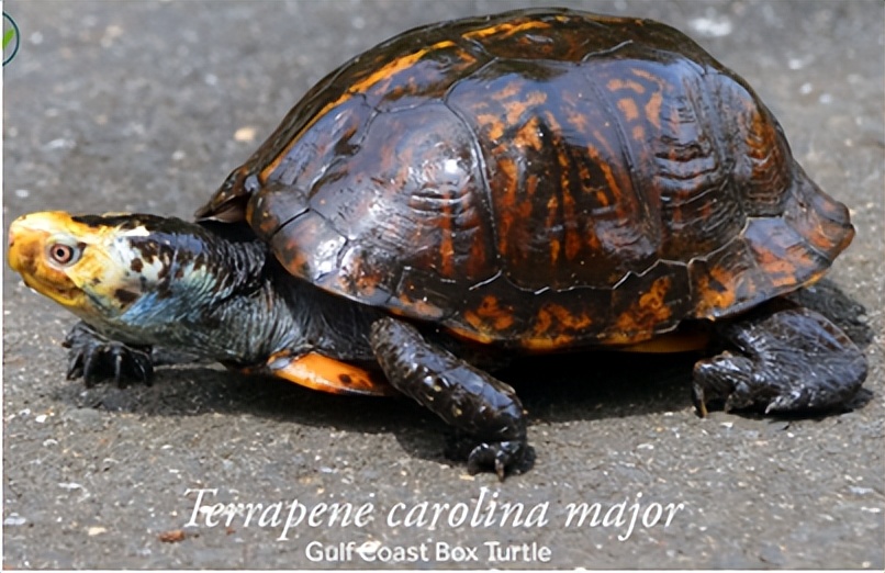 养北美鳄龟的龟友,箱龟种类图片大全