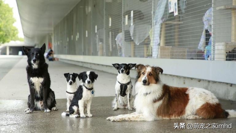 当你的狗不想动,如果一只狗狗不想养了怎么办