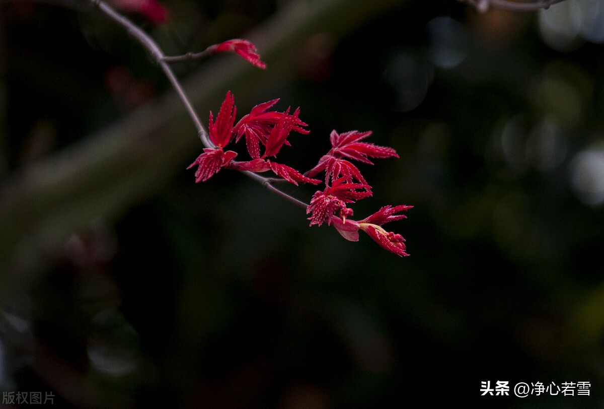 妙乐师父和虚云,虚云老和尚弟子妙乐法师