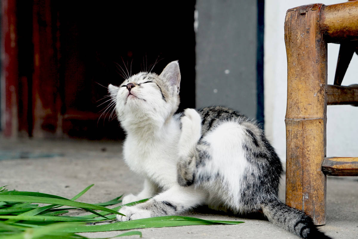 女性养猫的危害大吗,养猫注意事项和危害