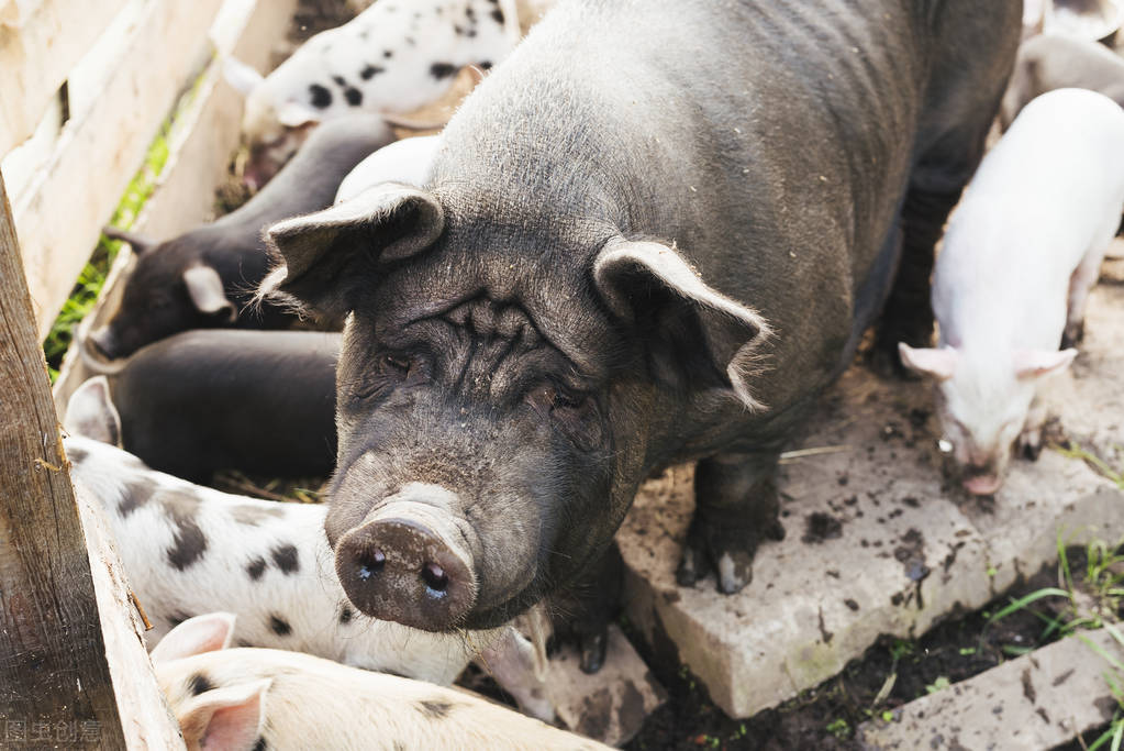 哺乳母猪怎样饲养,哺乳母猪饲养管理方案最新