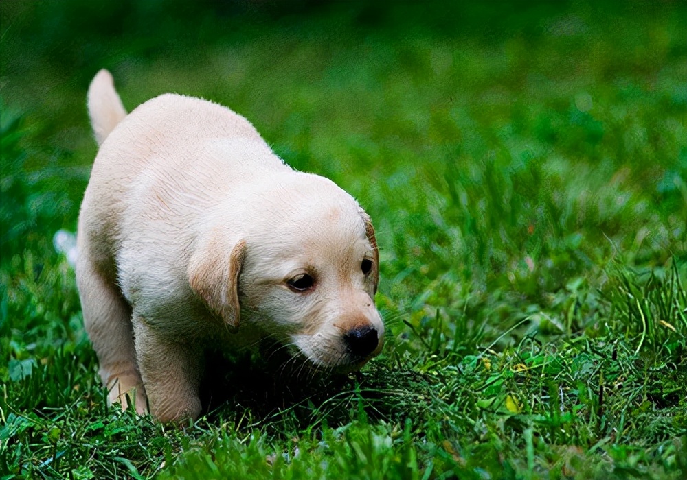 狗狗尿尿常识,狗狗又吐又拉又尿血是怎么回事