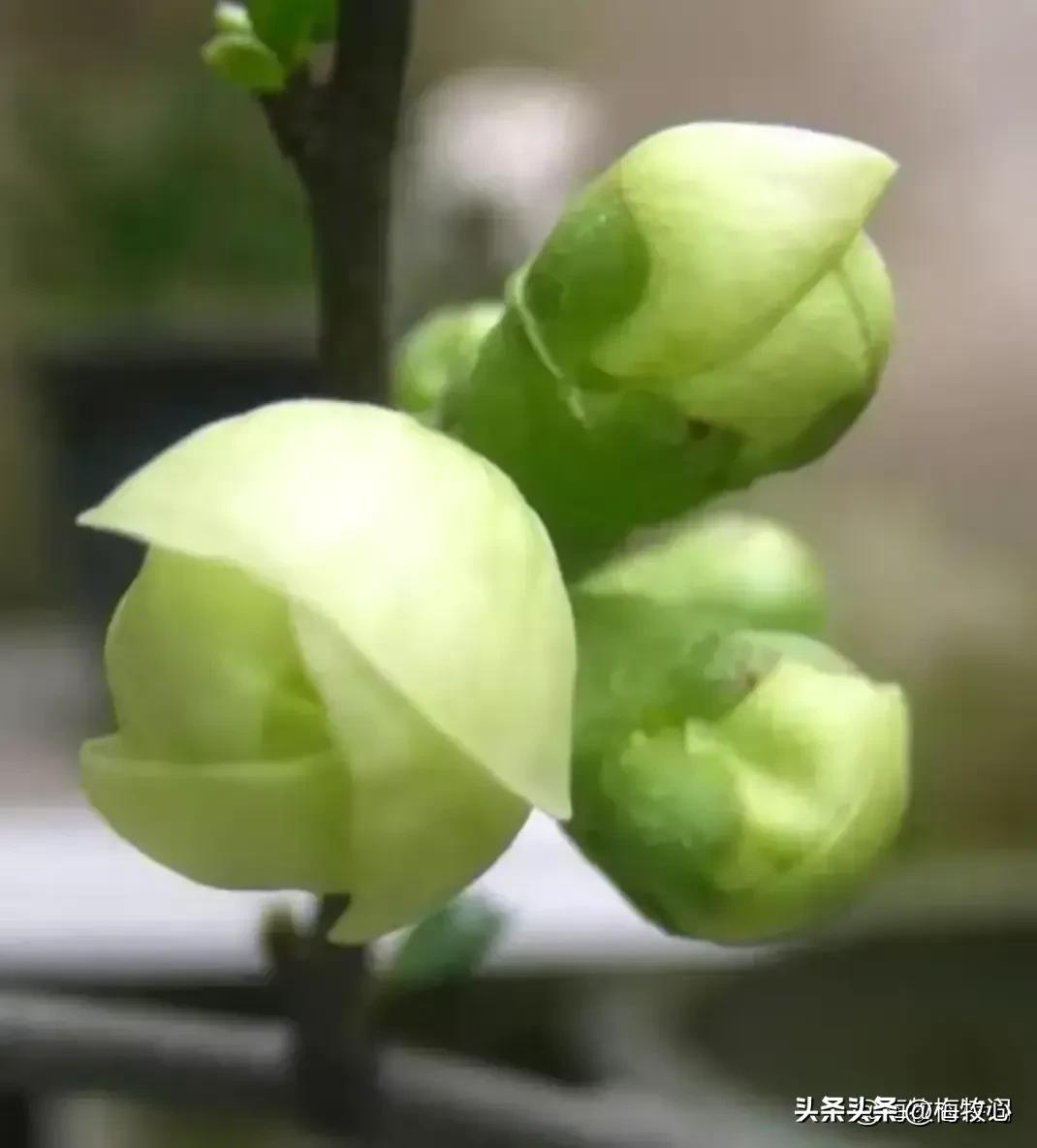 紫石金麟|咏梅七律三十韵②（二叠韵合集）