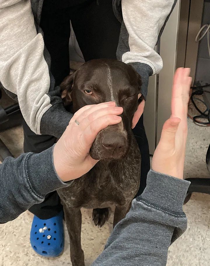 犬猫神经学检查视频,犬猫神经学检查是什么