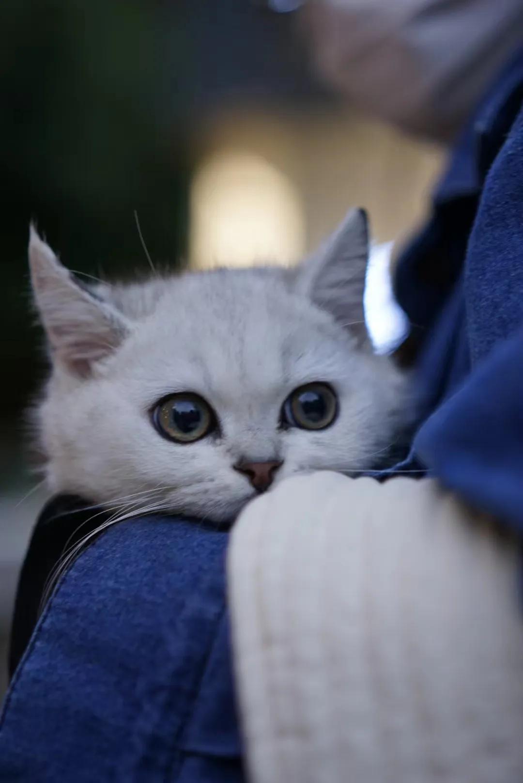 养宠物的利与弊观点,养宠物是弊大于利