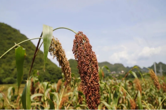 为什么年纪越大酒量越差,关于酒量的两大误区你一定要知道