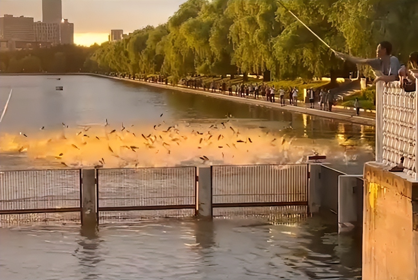 鱼跳出水面是地震前兆吗,鱼浮出水面是地震前兆吗