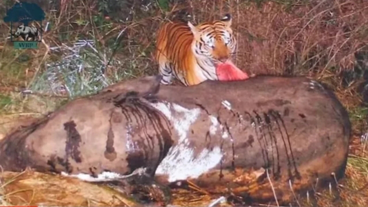 老虎单枪匹马能打过大象吗,五头老虎能打过一只大象吗