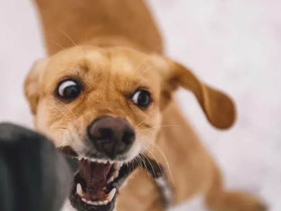 被狗追咬时应该怎么办呢？这几招能保障生命安全，一定教会孩子！