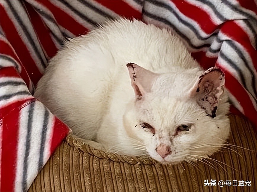 带猫出去晒太阳它为什么发抖,中午带上猫玩耍