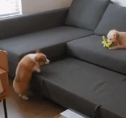 新手养狗这三个东西不需要买,新手养狗哪些不要买