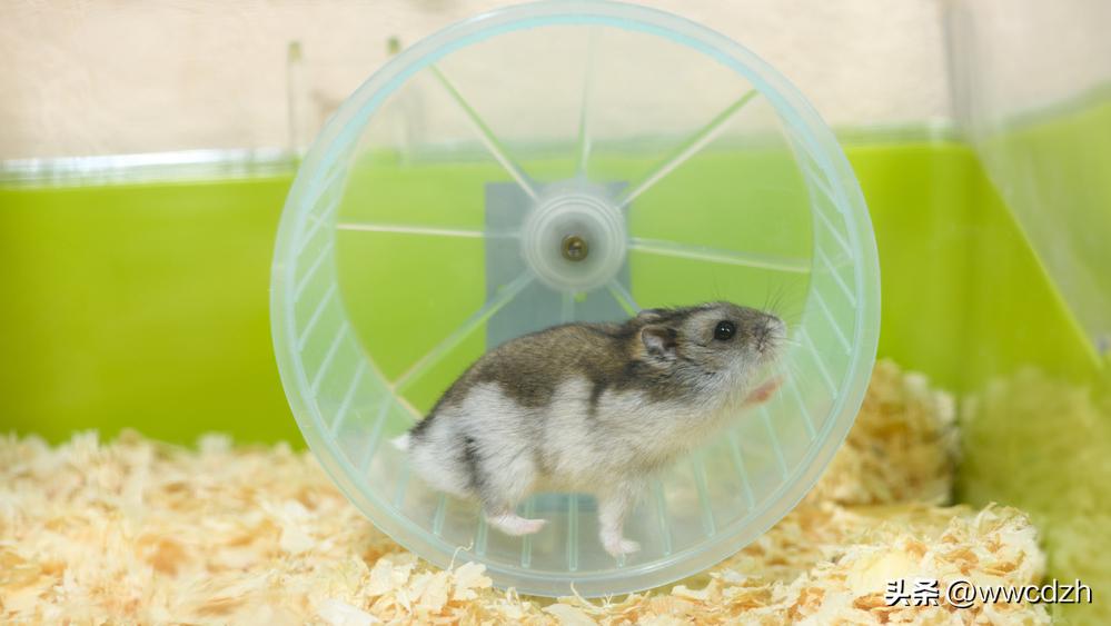 仓鼠养殖技术第一集,仓鼠养殖方法和注意事项